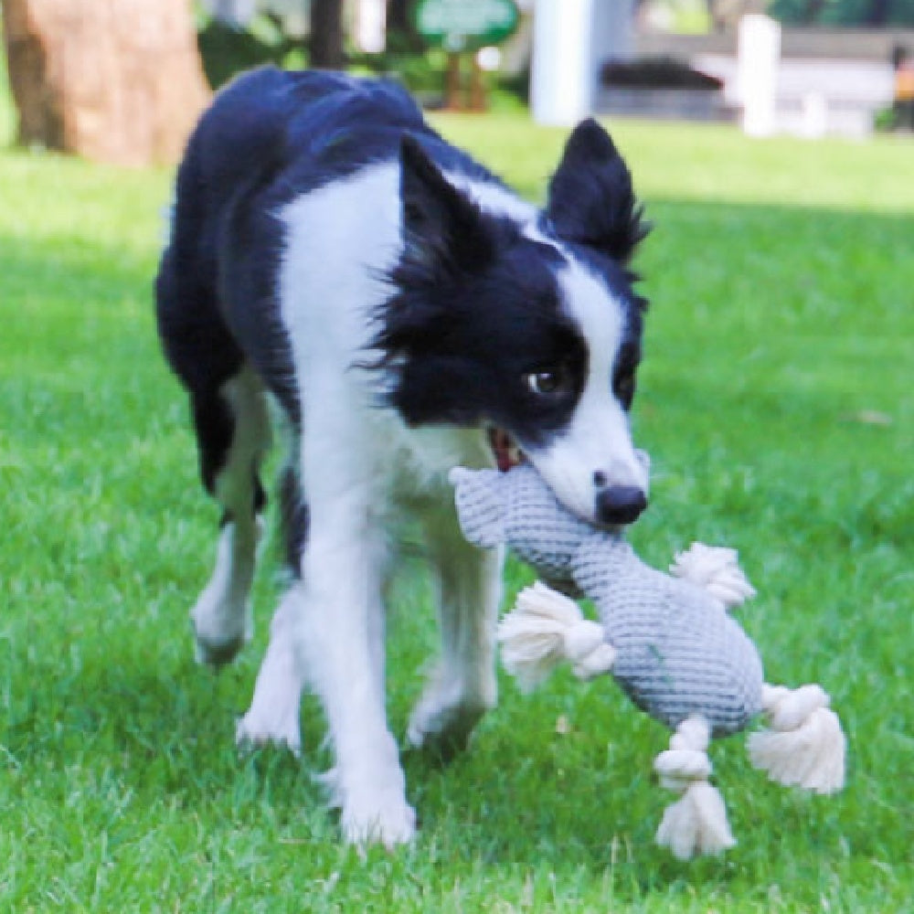 tillies pet supply